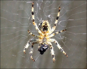 Örümcek Özellikleri Nelerdir?